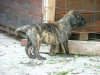 FENRIS-HIJO DES TERRES D'EUROPE
