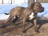BIG BOSS CALSON'S BULL