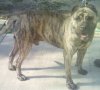 FOSTER'S TIGER
