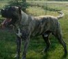 YARDAN DE MIDGARD KENNEL