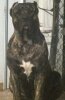 YAMIN DE MIDGARD KENNEL