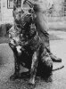 ZOLTAN DE MIDGARD KENNEL