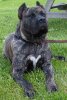 ZAHAR DE MIDGARD KENNEL
