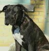 ZADA DE MIDGARD KENNEL