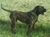 BISA EL PANNON PERRO DE PRESA