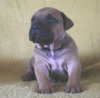 ABEL VALACHIADOG