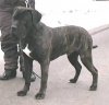 BRADO EL PERRO DIABLO
