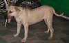 BRANCA EL PERRO DIABLO