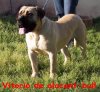 VITORIO DE ALACANT BULL