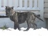 MID AMERICA K-9 DOLL