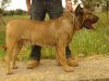 CANARY ISLAND BRUNO (TORRO)