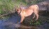 PURE BRED PRESA ZOE
