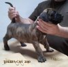BREZO DE TINERFA-CAN