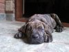 DRAGO PERROS DE FU