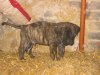 CISCO DES GARDIENS DES PELERINS