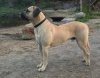 GARM DE CANARIO'S ACCORDINI