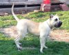 LUCY DE CANARIAN BULL (NALA)