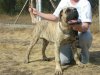 ENZO EL PANNON PERRO DE PRESA