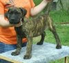 EROS EL PANNON PERRO DE PRESA