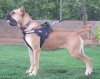 LAYKA (ASTUR BULL)