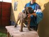 SUNDANCEDOGS ALBA