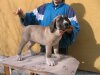 SUNDANCEDOGS ATHOS