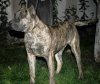 BENET DE MANGO BULL (SCOOBY)
