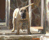 SCORSESE DE VILLA ALESIA