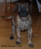 RUSTICDREAMS ZEUS