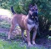 DOLORES DE KING ZULU