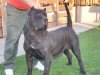 BOSS BULL CANARIO ADA