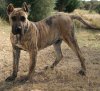 COCO DE BARNACAN BULL