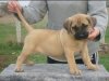 JARA EL PANNON PERRO DE PRESA