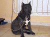 RICHA GLADIATOR'S KENNEL