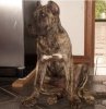 BRAVO KENNEL'S RUDY