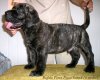 BUFALO PERRO PRESA GRAND