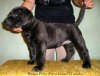 BONGA PERRO PRESA GRAND