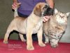 KALINA KRASNAYA PERRO PRESA GRAND
