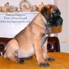 SIMONA PERRO PRESA GRAND