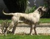 BOSS BULL CANARIO HENZO