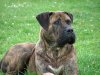 THORNEY ROGUE'S ANIKA