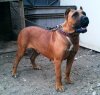NALA DE PERRO DE LA TIERRA*