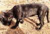 PANTERA DE ARENA CANARIA (TARA)