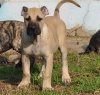 OSMOND DE VIKING GUARD KENNEL