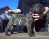 GARM DE CANARIO'S CORONA