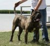 BOSS BULL CANARIO MAMMUT