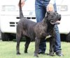 BOSS BULL CANARIO MONNA