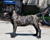 PERROS CANARIOS OROS EMIR
