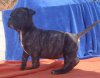 GIGANTOSTARDES CARLOTTA