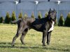 DYKTATOR CABALLERO CANARIO